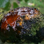 Gießharz und seine Verwendungsmöglichkeiten